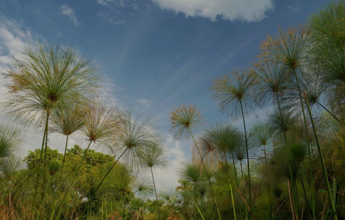 Bigodi Wetland Sanctuary